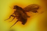 Detailed Fossil Cranefly and Humpbacked Fly in Baltic Amber #145493-2